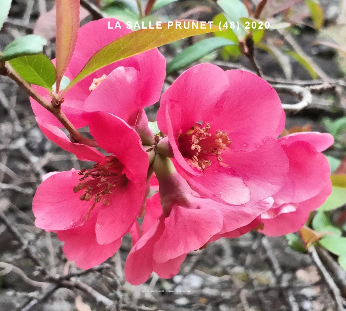 Quince, Japanese flower